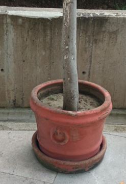 Red clay pot, circle | Olla de barro rojo, círculo