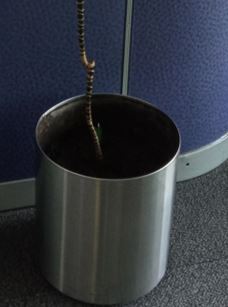 Metal pot, circle, silver | Maceta de metal, círculo, plateada